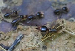 Macrotermes carbonarius