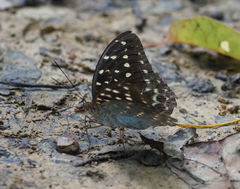 Lexias pardalis dirteana