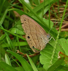 Hermeuptychia sosybius