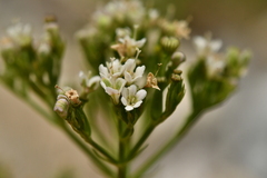 Valeriana montana