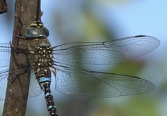 Aeshna mixta