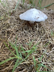 Fungi