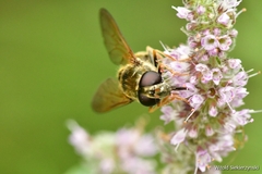 Eristalinae