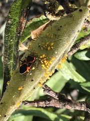 Lygaeus kalmii