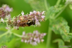Eristalinae