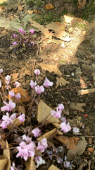 Cyclamen hederifolium