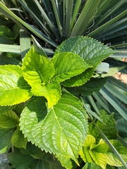 Hydrangea macrophylla