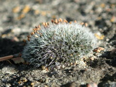 Grimmia
