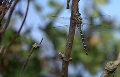 Aeshna mixta