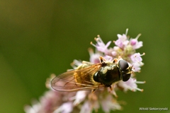 Eristalinae