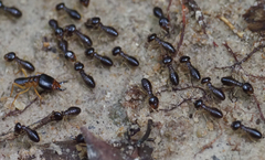 Macrotermes carbonarius