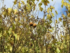 Pterygota brasiliensis