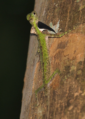 Draco melanopogon
