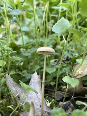 Agrocybe pediades