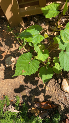 Ampelopsis cordata
