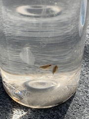 Leptestheria compleximanus