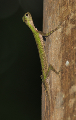 Draco melanopogon