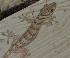 Gekko smithii