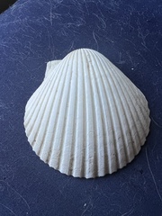 Argopecten irradians