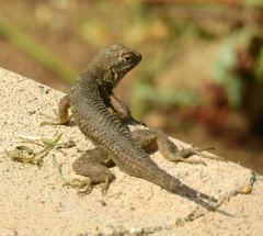 Sceloporus occidentalis