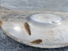 Leptestheria compleximanus