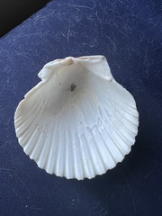 Argopecten irradians