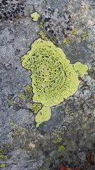 Rhizocarpon