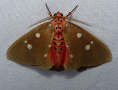 Tinolius eburneigutta