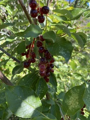 Prunus virginiana