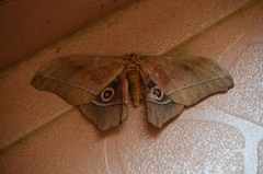 Saturniidae
