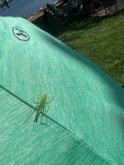 Meconema thalassinum