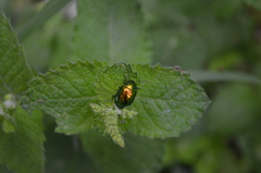 Chrysolina