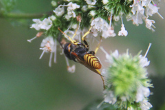 Philanthus triangulum