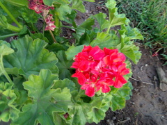 Pelargonium × hybridum