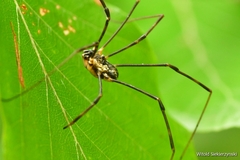 Mitopus morio