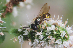 Philanthus triangulum