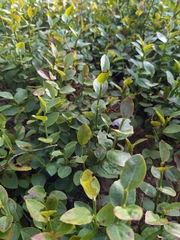 Vaccinium myrtillus