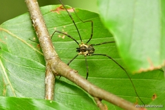 Mitopus morio