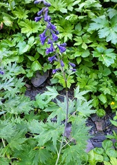 Delphinium glaucum