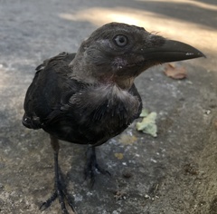 Corvus monedula