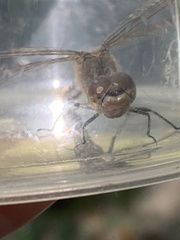 Sympetrum vulgatum