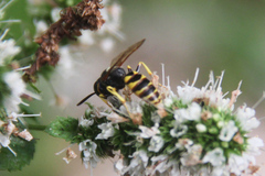 Philanthus triangulum