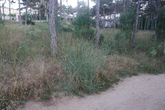 Elymus nodosus