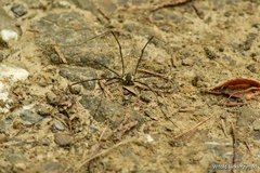 Mitopus morio