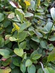 Vaccinium myrtillus
