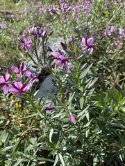 Chamaenerion fleischeri