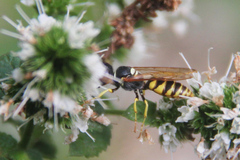 Philanthus triangulum
