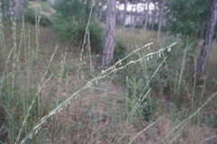 Elymus nodosus