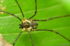 Mitopus morio