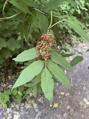 Sambucus racemosa